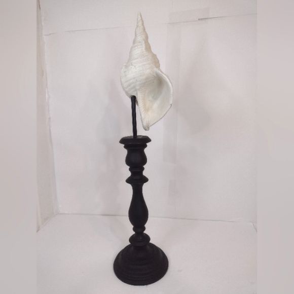 Elegant White Shell on Black Stand - Picture 1 of 11